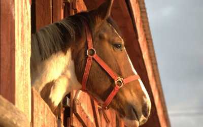 wycieczka fakultatywna